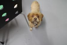 My loving dog