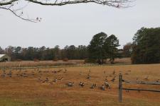An Afternoon in Autumn with my Canon in my Neighborhood