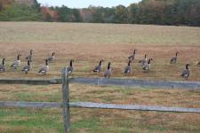 An Afternoon in Autumn with my Canon in my Neighborhood