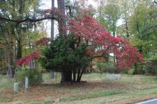 An Afternoon in Autumn with my Canon in my Neighborhood
