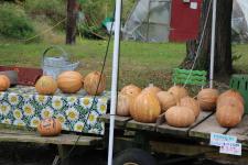 An Afternoon in Autumn with my Canon in my Neighborhood