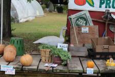 An Afternoon in Autumn with my Canon in my Neighborhood