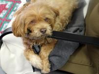 Snow Storm 2015- Salisbury got it's share last night