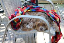  finishing Pemberton painting outside with Lakshmi as my critic