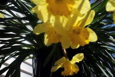 daffodils - photo by Christina Jarmolinski