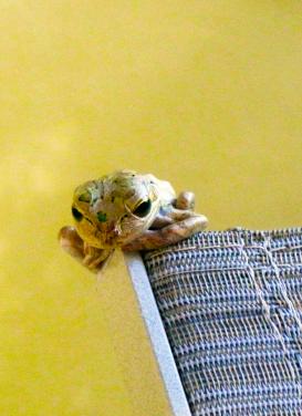 Froggie in the early morning by Chrisitna Jarmolinski