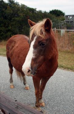Assteague Island, Maryland Wild Horses by Christina Jarmolinski