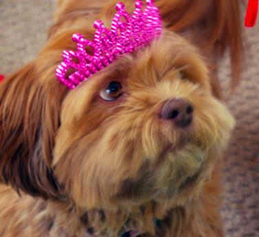 Lakshmi-my Princess by Christina Jarmolinski