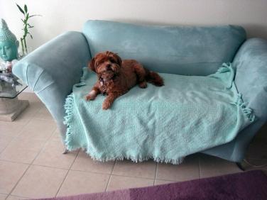 Lakshmi, my doggie, in the Mint Room by Christina Jarmolinski