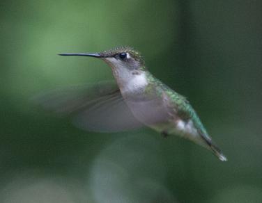 The Hummingbird - photography by Rob de Koter