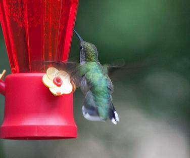 The Hummingbird in our yard-photography Rob de Koter
